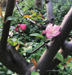 [디카시 산책] 해당화