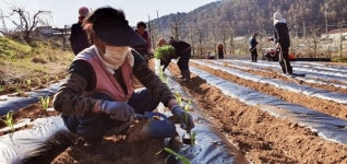 대한노인회 충북 충주시지회  오산경로당, 공동작업장에 옥수수 7000개 심어