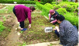 대한노인회 경기 고양시 일산동구지회, 텃밭 가꾸기로 코로나 블루 극복