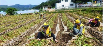 대한노인회 경남 합천군지회, 자원봉사클럽 농촌일손 돕기 활동