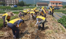 대한노인회 경북 경주시지회, 후곡 노인자원봉사클럽 독거노인 농촌 일손 돕기