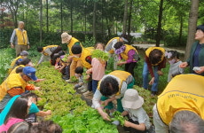 대한노인회 경기 화성시지회, 1·3세대가 가꾼 텃밭에서 첫 수확