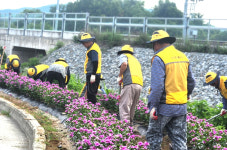 대한노인회 충북 충주시지회 마사봉사단, 마을 꽃길가꾸기 활동 활발