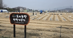 대한노인회 경기 이천시지회, 도시농장텃밭가꾸기사업 성황