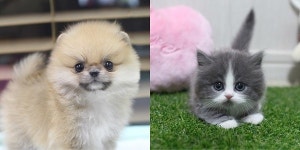 광주강아지분양,고양이분양 부산,대구,대전,천안 미유펫애견샵 최대80%할인&무료진행