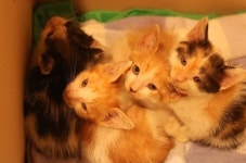 안락사 없는 유기묘보호센터 도그마루 고양이구조에 힘써