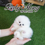 비숑프리제 포메라니안 강아지 분양전문 베이비몽 2019년 세일