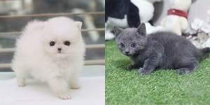부산, 울산, 광주 강아지분양 고양이분양 미유펫 애견샵 신년 기념 최대80%할인 이벤트&무료분양 운영
