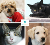 사지 말고 입양하세요 유기견보호센터 도그마루, 강아지무료분양, 고양이무료분양 위해 팔 걷어붙여