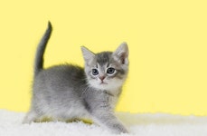 강남, 수원, 부산 등 전국에서 만나볼 수 있는 고양이분양샵, 나비캣 상시 보유