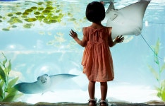 SEA LIFE 부산아쿠아리움, 고객만족브랜드대상 수상 및 트립어드바이저 2019년 으뜸시설로 선정