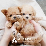 강남, 부천, 수원 강아지 전문 (주)미니펫, 소형견 애견분양샵으로 주목받아