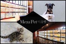 미유펫 애견샵, 건강한 반려동물 입양을 위해 우수한 견종, 묘종만 선별하여 강아지분양&고양이분양 진행