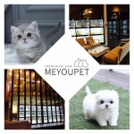 철저한 건강 관리로 주목받고 있는 고양이분양, 강아지분양 전문 미유펫 애견샵