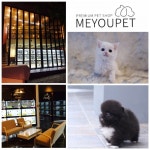 프리미엄 애견샵 미유펫 고양이분양시 세심한 사후관리로 반려인을 도와