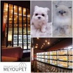 고양이분양 애견샵 미유펫, 반려문화 선진화에 앞장서