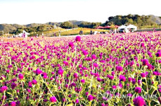 양주시, 27∼29일 천만송이 천일홍 축제
