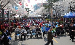 양천구, 벚꽃에 취하고 봄에 반하다 봄꽃 축제의 향연