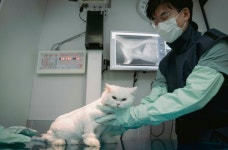 SKT 반려동물 AI 의료 서비스, 해외진출 박차… 고양이 진단기능도 추가