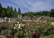 [르포] 장미 보러 에버랜드 가도 되나요?...여우가 안내하는 로로티의 세계로