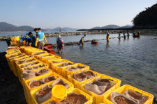 석유공사 임직원, 통영 선촌마을서 해초 숲 복원 활동