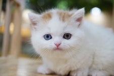 설날 맞이 고양이분양 트리플 50% 할인 이벤트 진행