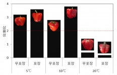 농진청, 파프리카 적정 온도·포장법 제시