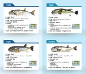 복어야, 넌 어느 나라에서 왔니?