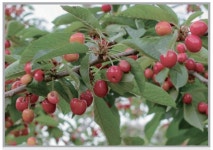 [식품보감] 복분자, 앵