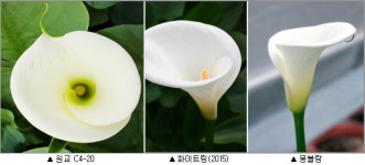 부케로 각광받는 국산 백색칼라 꽃 인기