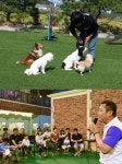 한국반려동물아카데미, 펫매니저스쿨 반려동물 산업분야 교육기관으로 주목