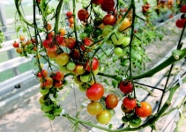 시설하우스 토마토 재배 시 월동해충 발생 증가 우려, 방제 신경 쓸 때