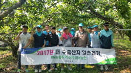 NH농협무역 35명 상주시 외서면 배 농가 농촌일손돕기
