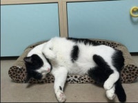 개, 고양이 함부로 자가진료 금지