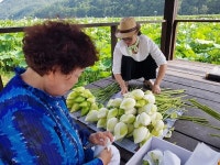 평창군 미탄면 서시래 연화마을(창2리) 연꽃 만발