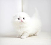 인천고양이분양 아담스펫, 먼치킨고양이 분양 최대 50% 할인이벤트 진행