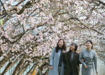 청도 복숭아꽃 터널, 하우스 안 분홍 세상!