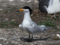 우리나라 자생생물은 4만 9,027종…20여 년 만에 2배 가까이 증가