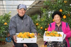 경남 고성, 아열대 과일 한라봉 재배 성공…첫 출하