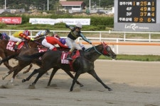 한국마사회, 한국 경주마 랭킹 발표!