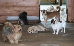 서울시, 24시간 유기견 응급센터 운영 ··· 입양 시 1년 동물보험료 지원