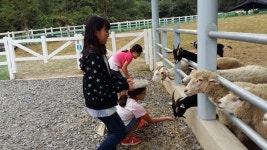 홍천 숲속 동키마을 이색 체험장으로 인기