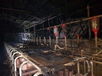 돼지 550마리 폐사 군위 양돈농장 화재