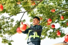 청송군, 제15회 청송사과축제 준비 한창