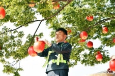 청송군, 제15회 청송사과축제 준비 한창