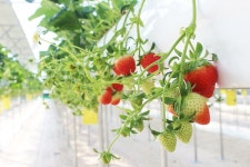 홍천 한겨울 상큼 딸기 첫출하!