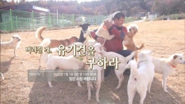 세상에 나쁜 개는 없다 군산유기동물보호소, 유기견→반려견 견생2막 솔루션은?