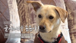 [세상에 나쁜 개는 없다] 대왕쫄보 래브라도 리트리버 솜솜이 견생극장