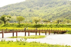 장성 황룡강변, 황금빛으로 살아난다