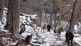 [EBS 한국기행] 문경 황토집, 산양&조랑말 체험목장…따로 또 같이 사는 부부의 행복